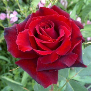 Barkarole® - trandafiri - www.ioanarose.ro